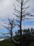 **Cannon Beach