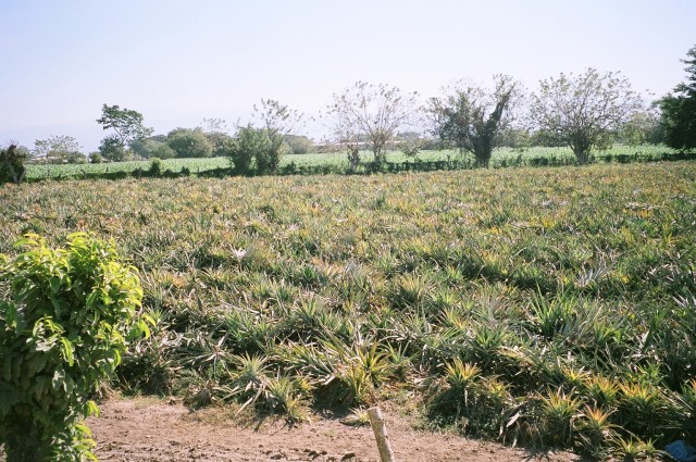 aloe farm