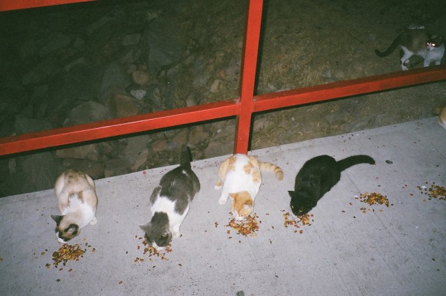 meow! stray kitties.