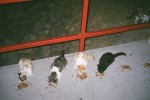 meow! stray kitties.