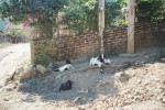 mwweh! (sound that baby goat makes):)