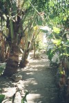 Maria's garden, where she grows all her own food.
