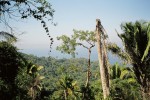The 'jungle' of San Fransisco....Mexico, that is.