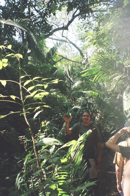 Manuel shows us an avocado tree