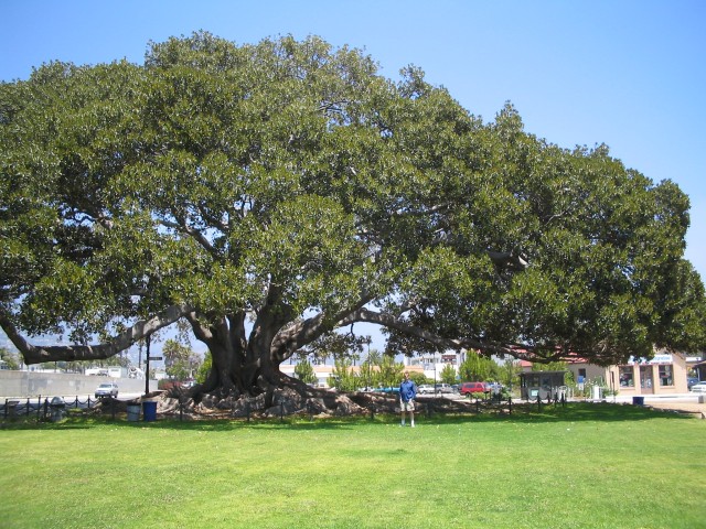 The oldest fig tree in the USA!